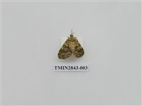 藏品(尺蛾550)的圖片